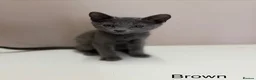 Russian Blue cats for sale: PURE BREED Russian Blue Kittens READY NOW! - Advert 2