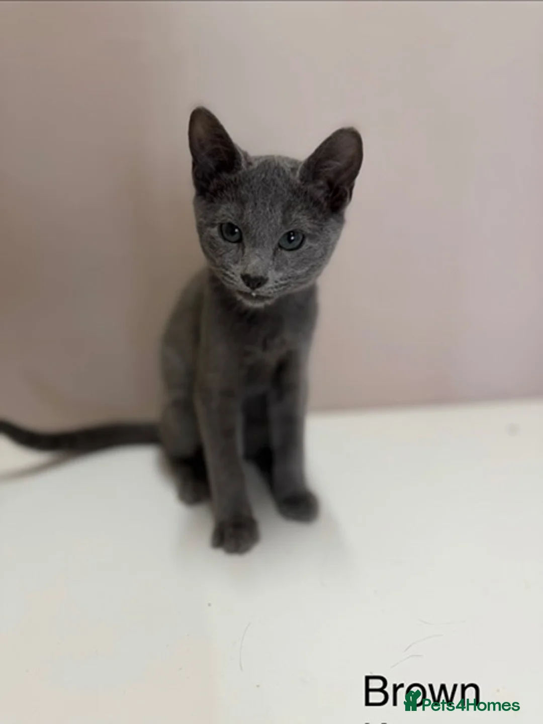 Russian Blue cats for sale: PURE BREED Russian Blue Kittens READY NOW! - Advert 2