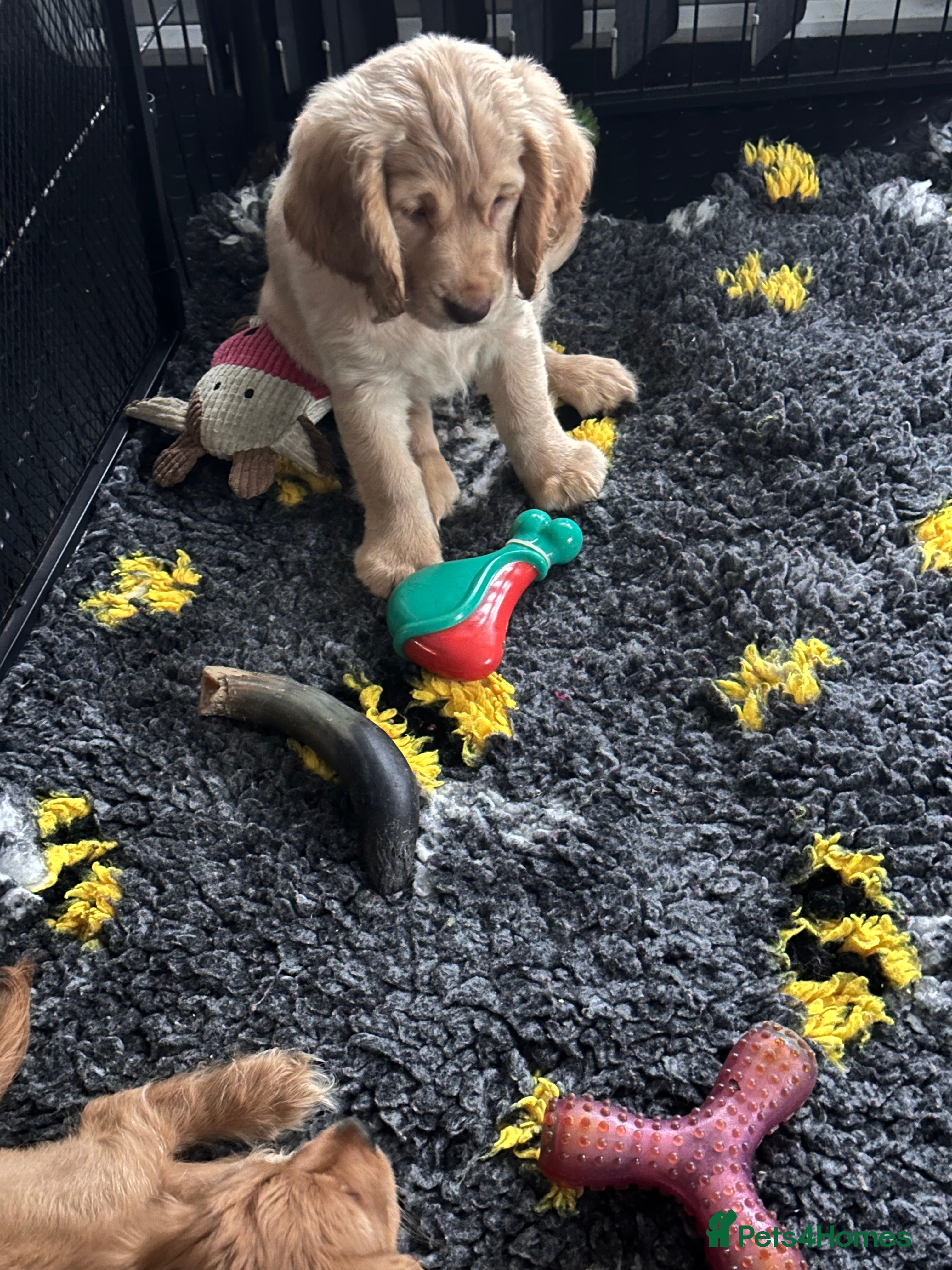 Mixed Breed dogs 🐾Adorable f2b cockapoos last two 🐾 - Advert 10