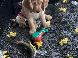 Mixed Breed dogs 🐾Adorable f2b cockapoos last two 🐾 - Advert 1