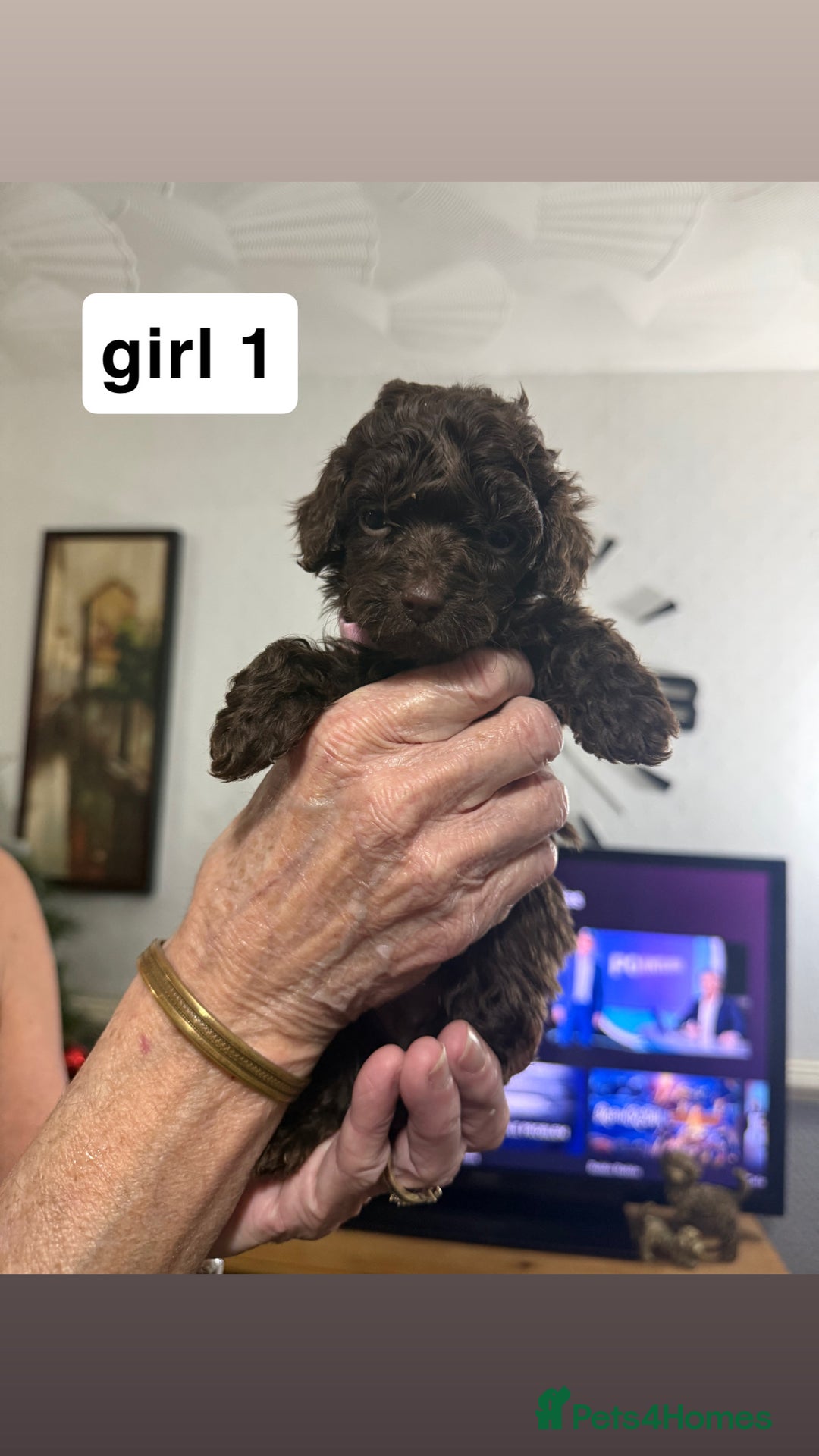 Cockapoo dogs for sale: 7 cockapoo pups - Advert 3