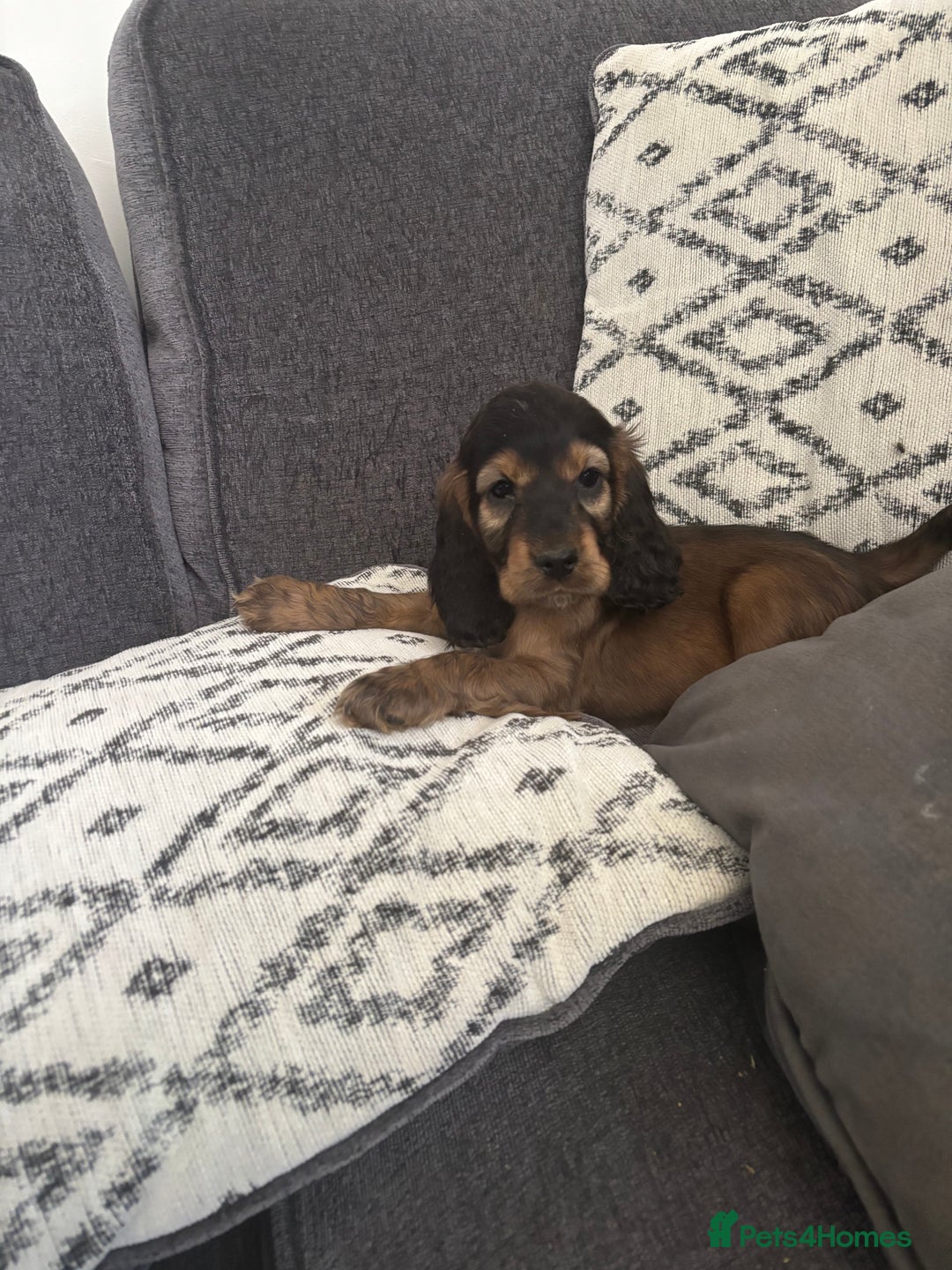 Cocker Spaniel dogs for sale: Beautiful show type cocker spaniel puppies - Image 7