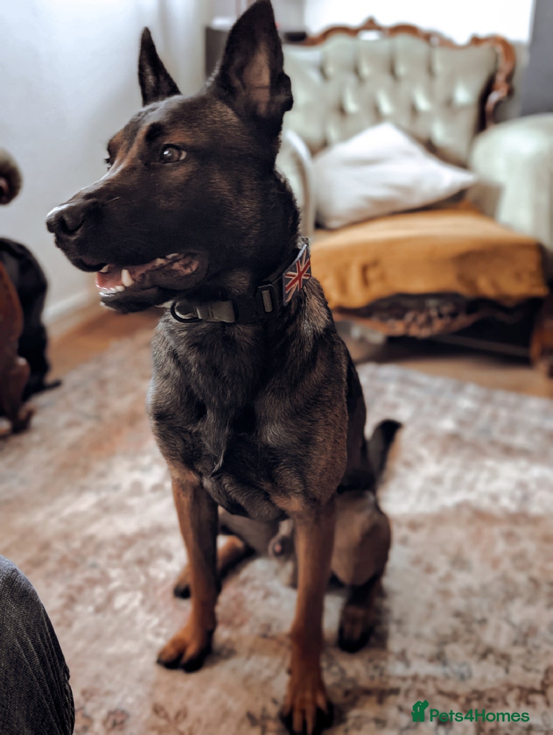 Belgian Shepherd Dog dogs for sale: Dutch Herder Puppies - Advert 26