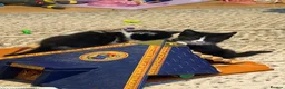 Mixed Breed cats for sale: 4 beautiful tuxedo kittens - Advert 19