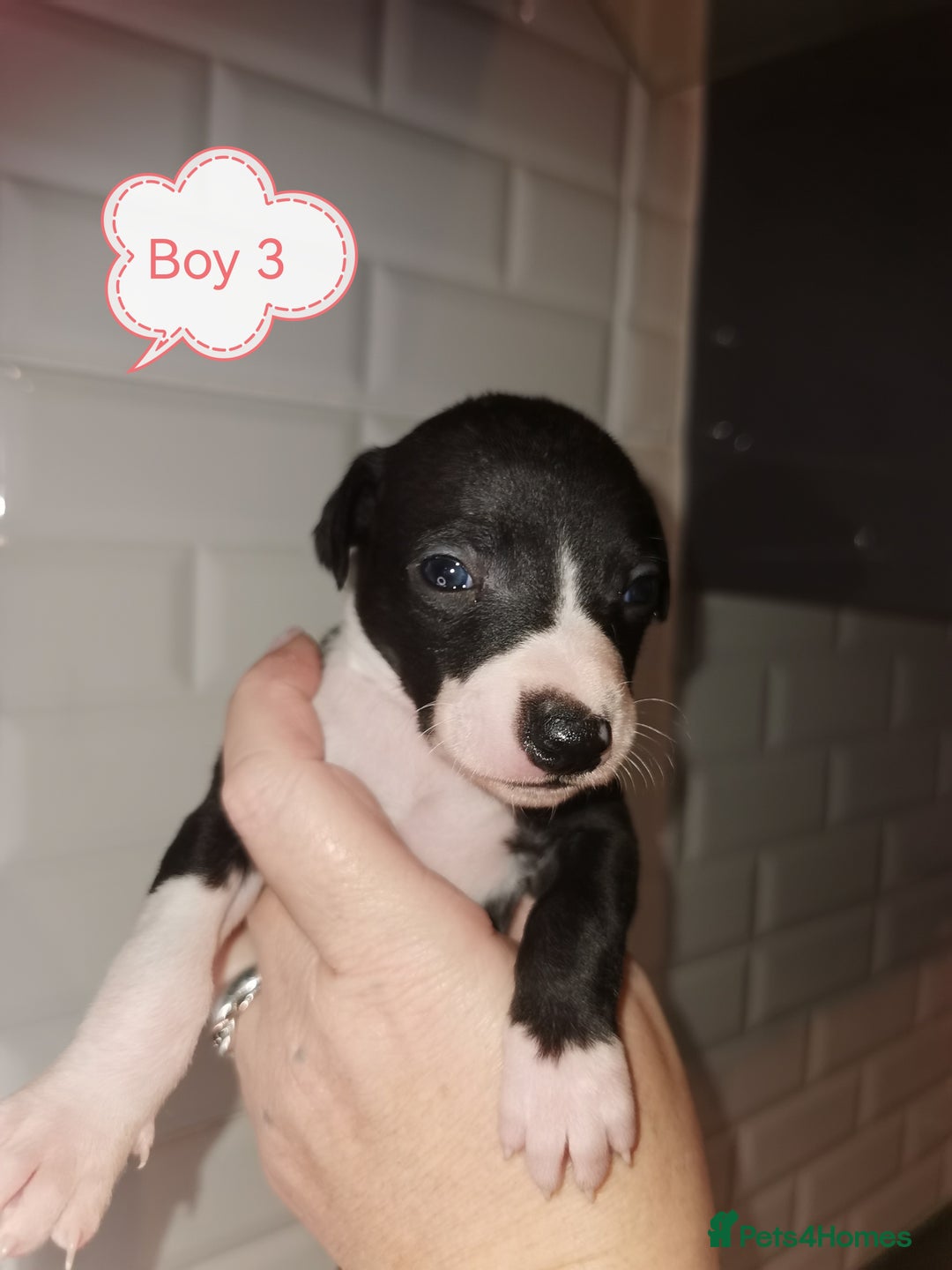 Whippet dogs for sale: Lovely petite whippets for sale  - Image 10