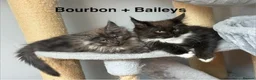Maine Coon cats for sale: Stunning Pedigree Maine Coon Kittens for Sale - Advert 2