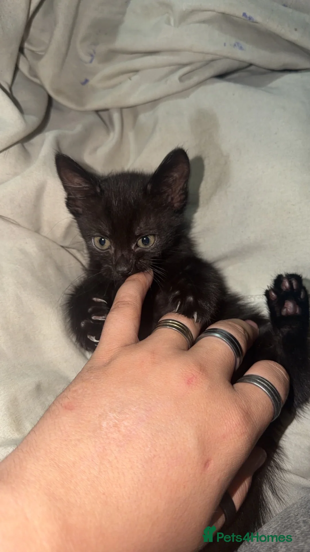 Mixed Breed cats for sale: 8 week old kitten.  - Advert 2