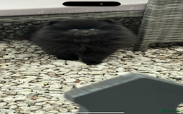 Pomeranian dogs for sale: Beautiful Pomeranian  - Image 1