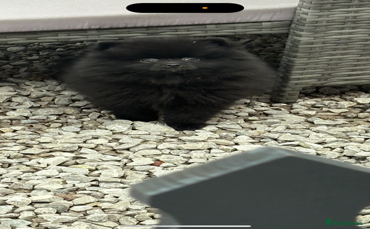 Pomeranian dogs - Advert 11