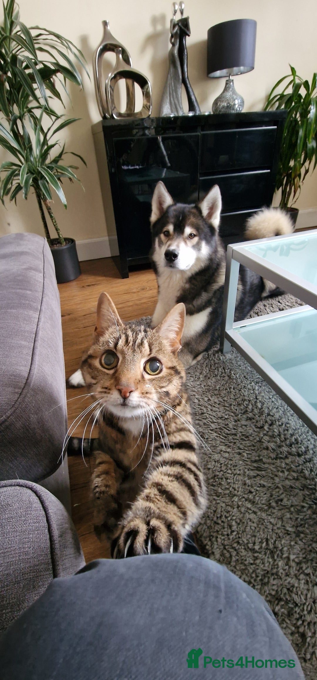 Huskita dogs for stud: Handsome Booboo in Stockport - Image 22