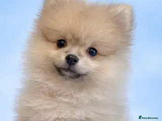 Pomeranian dogs Kc reg stunning pomeranians (one boy left) - Advert 7