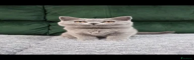 British Shorthair 1