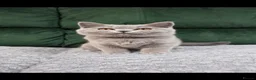 British Shorthair cats for sale:  GCCF British Shorthair Championship line - Advert 2