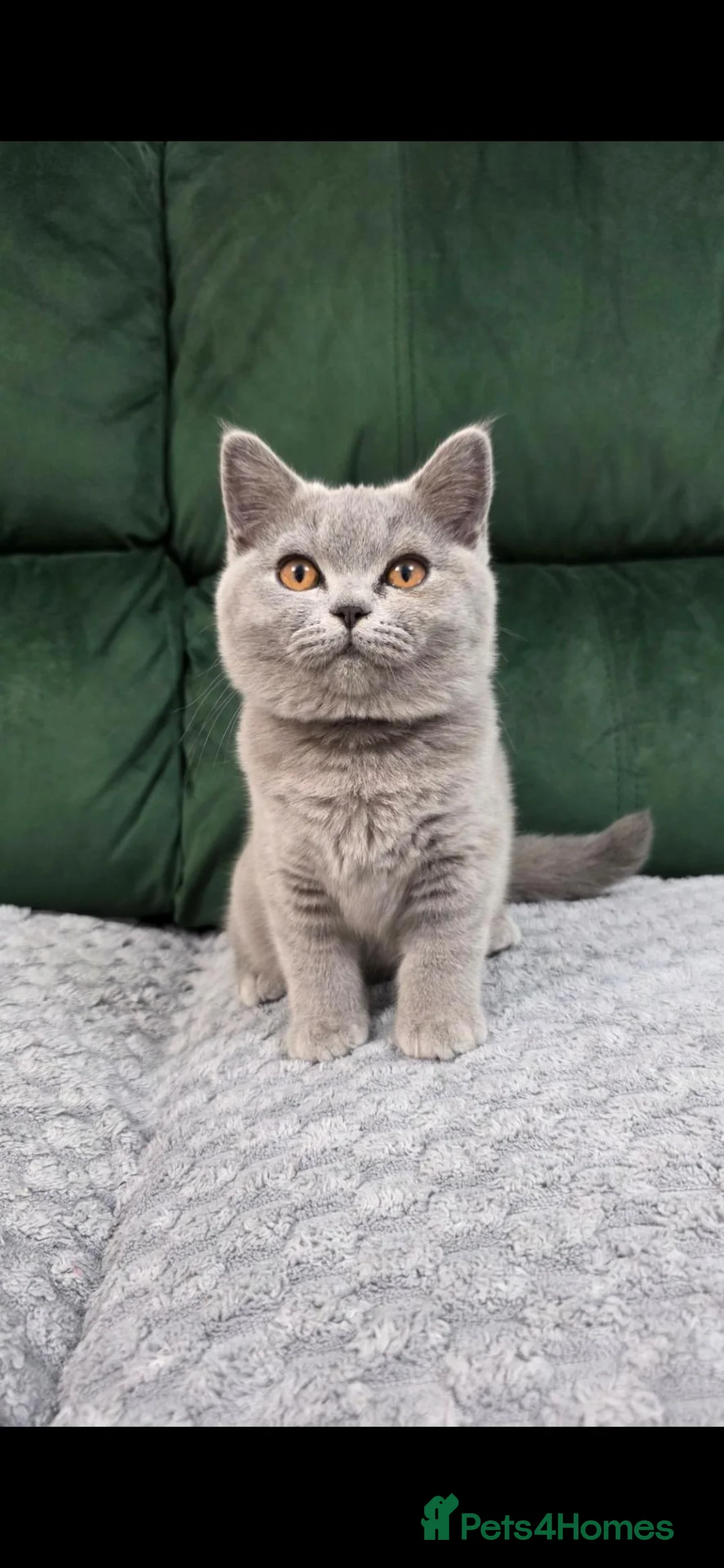 British Shorthair cats for sale:  GCCF British Shorthair Championship line - Advert 2