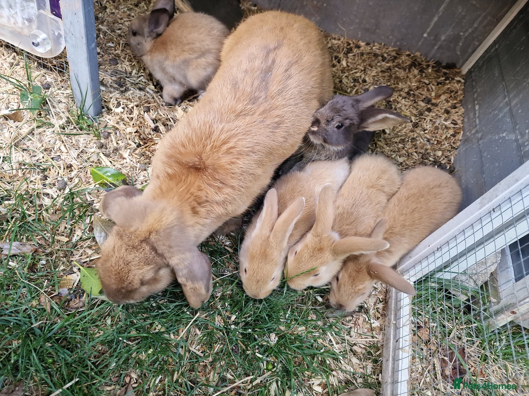 Mixed Breed rabbits for sale: Mixture of mixed breed rabbits - Image 2