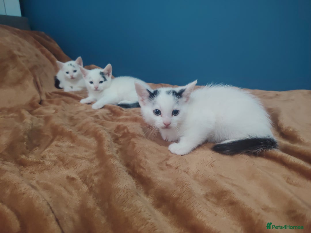 Mixed Breed cats for sale: Kittens  - Image 18