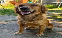 Golden Retriever dogs for sale: KC/FCI Well-Bred, Health CERTIFICATED,DAD CHAMPION - Image 14