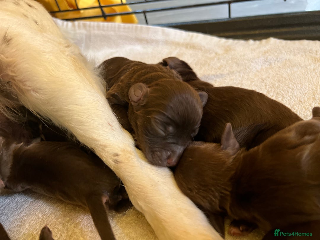 Sprocker dogs for sale: Beautiful Chocolate Sprocker Spaniels! - Image 6