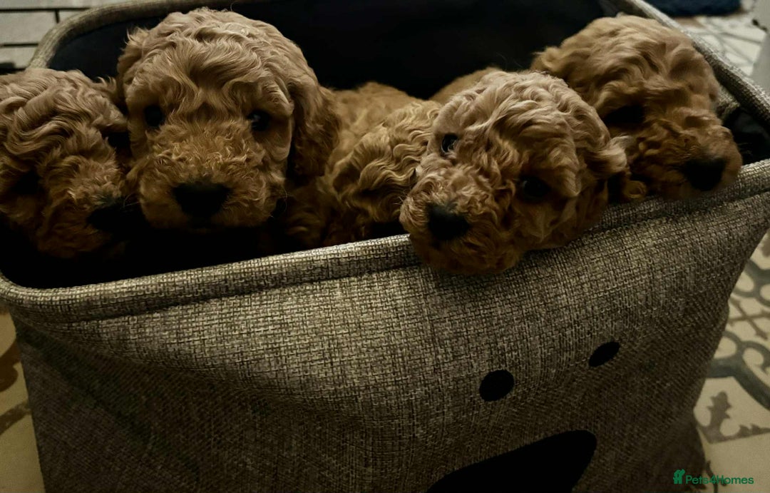 Cockapoo dogs for sale: F1 cockapoo  - Advert 5