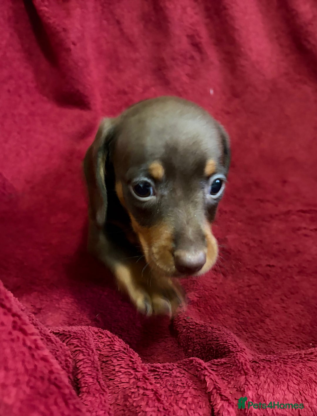 Miniature Dachshund dogs for sale: Stunning Miniature Dachshund Boys 💙 - Advert 22
