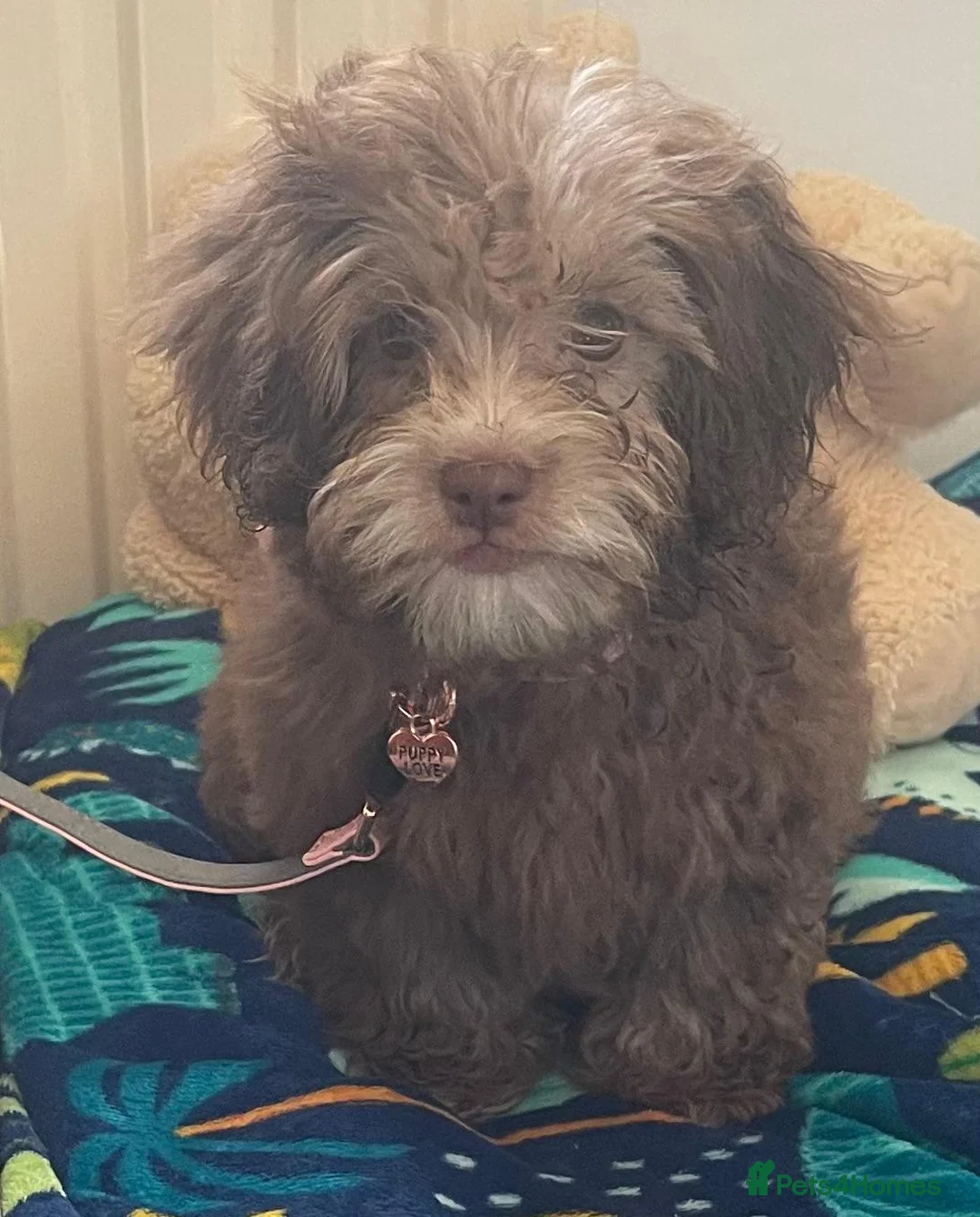 Shihpoo dogs for sale: Shihpoo girl puppy in Ramsgate - Advert 1