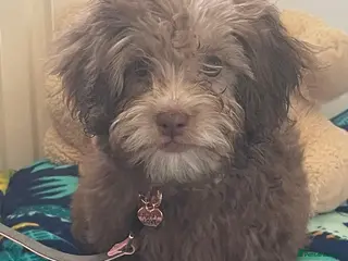 Shihpoo dogs Shihpoo girl puppy - Advert 12