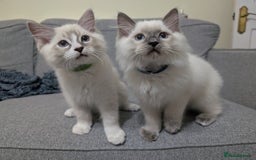 Ragdoll cats for sale: *READY NOW* GCCF Ragdoll Kitten Active/Non-Active in Liverpool - Image 9