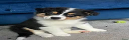 Australian Shepherd dogs for sale: Australian Shepherd puppies - Merles /Tris - Advert 2