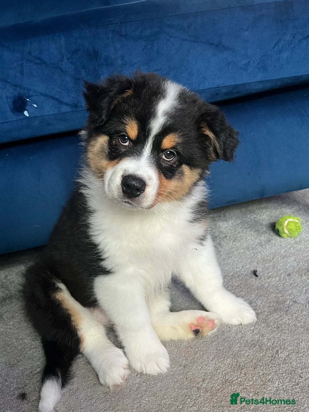 Australian Shepherd dogs for sale: Australian Shepherd puppies - Merles /Tris - Advert 2