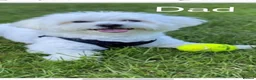 Bichon Frise dogs for sale: Cute little puppies 🩷🩷💙💙 - Advert 16