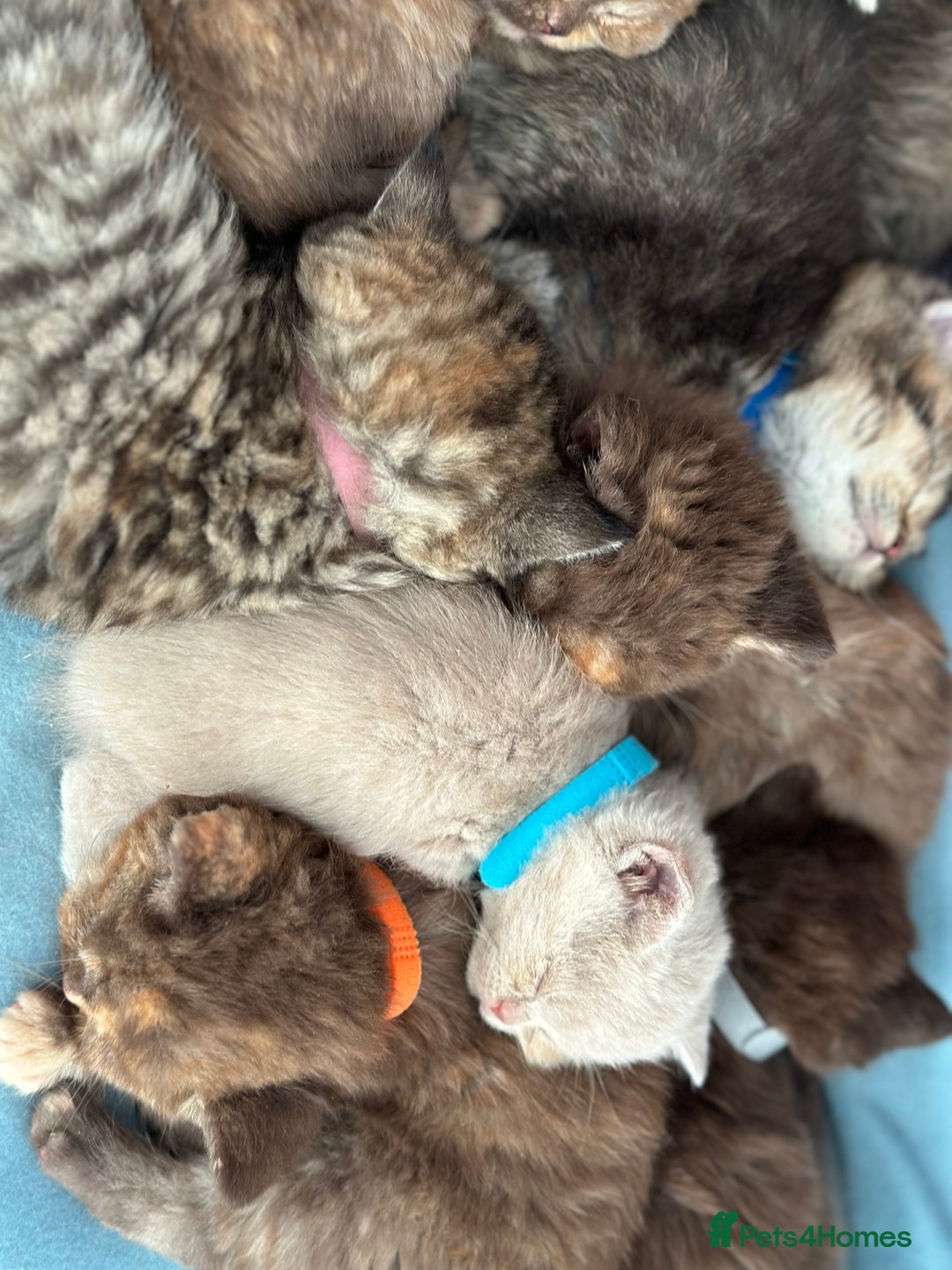 British Shorthair cats for sale: 😻Beautiful Chocolate Tortie BSH Kittens😻🎀 - Advert 2