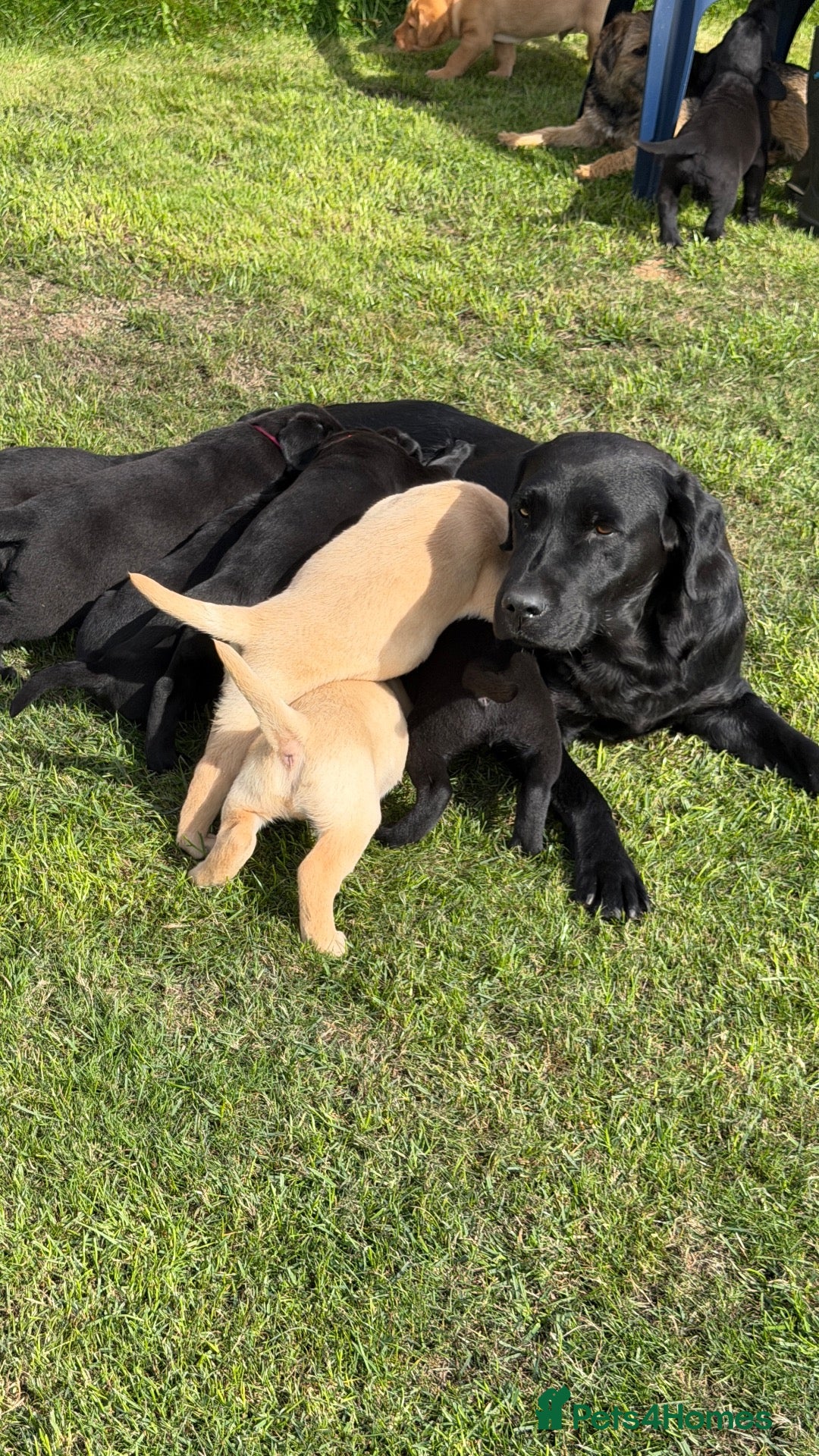 Labrador Retriever dogs Labrador Beauties - Advert 2