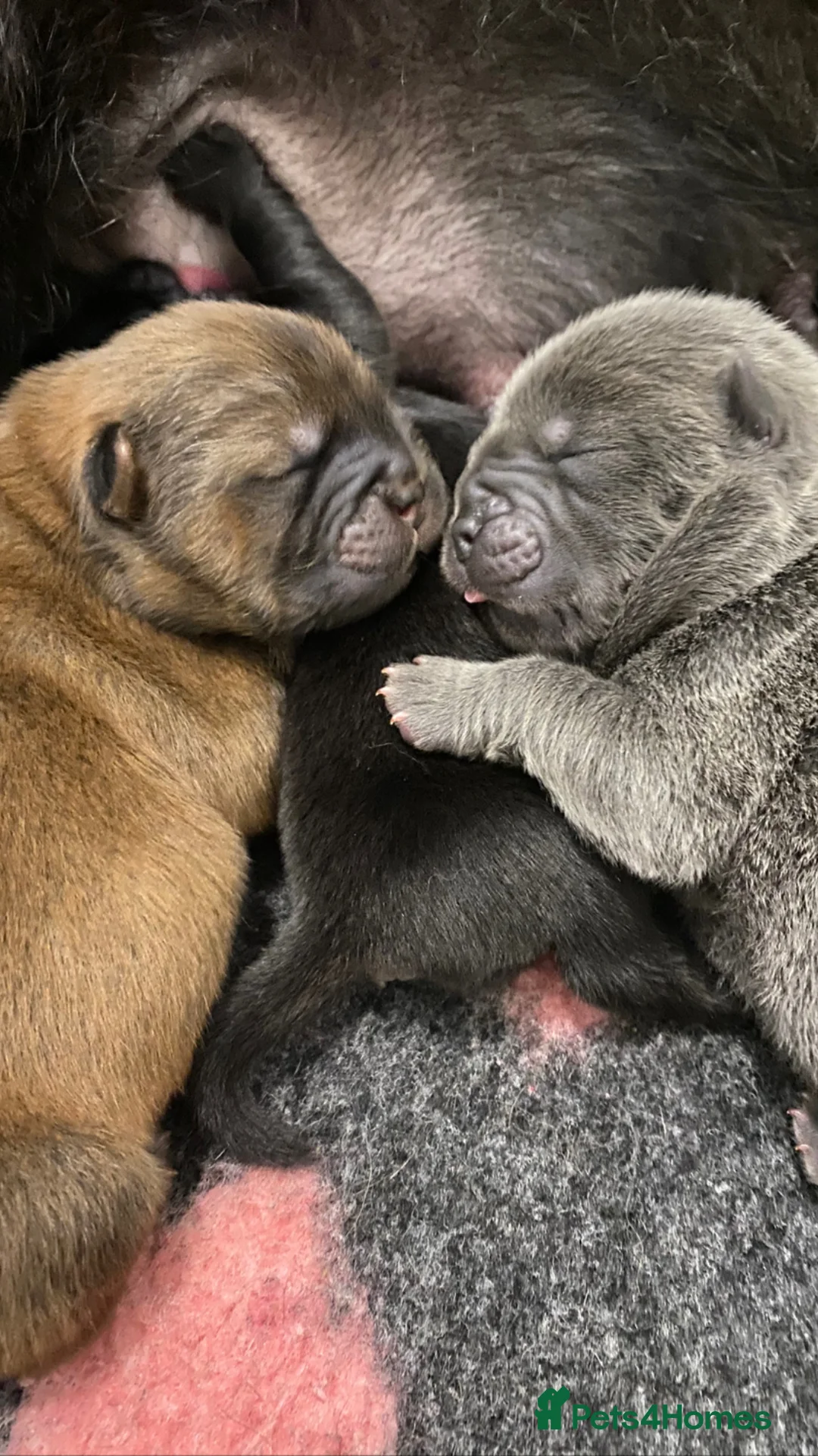 Chow Chow dogs for stud: HERSHEY the famous chocolate carrying blue. in Cheltenham - Advert 29