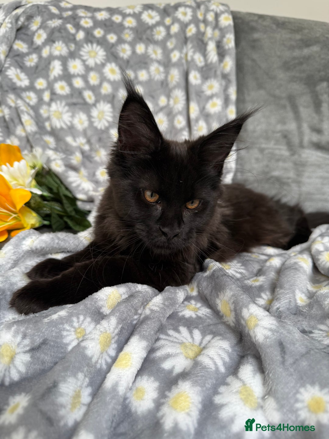 Maine Coon cats for sale: Pure Breed Female Maine Coons Available  in Paisley - Image 2