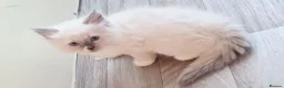 Ragdoll cats for sale: Pure ragdoll kitten  in Leicester - Advert 12