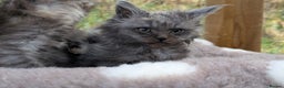 Maine Coon cats for sale: 3 Stunning Maine Coon Kittens  - Advert 9