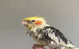 Cockatiels birds for sale: Hand-reared Fully Tame Cockatiel for Rehoming  in London - Image 12