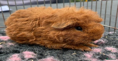 Guinea Pig rodents - Advert 9