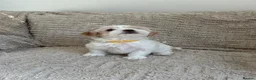Maltipoo dogs for sale: Beautiful Maltipoo Puppies  - Advert 28