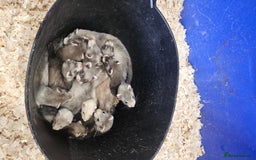 Ferret rodents for sale: Top Quality Ferret kits - Standard and Semi Micro - Image 5