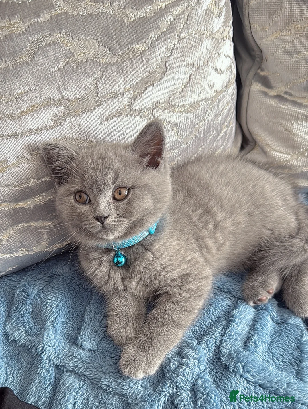 British Shorthair cats for sale: Blue British short hair one years old  - Advert 4