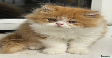 Persian cats - Advert 2