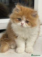 Persian cats - Advert 8