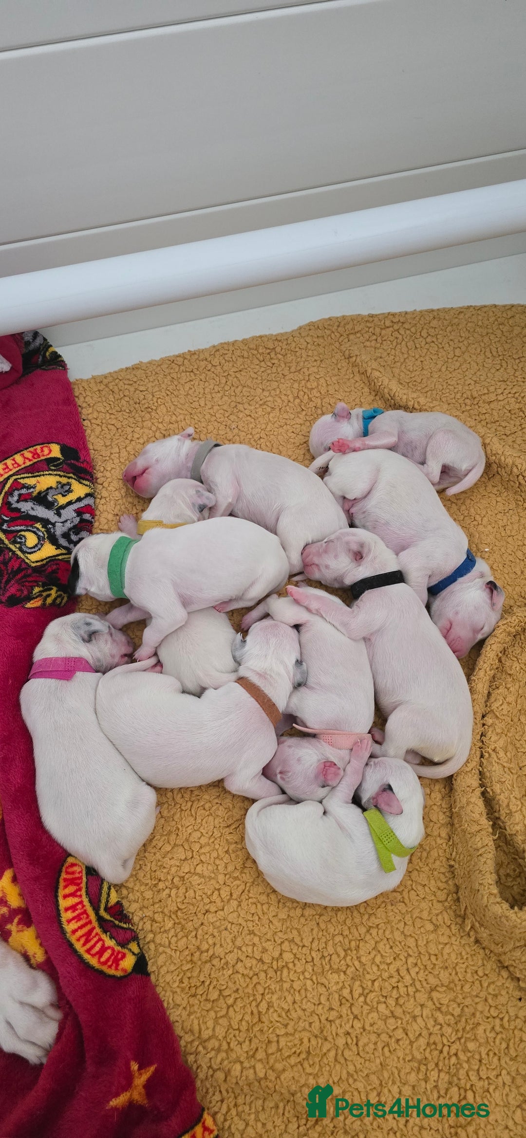 Dalmatian dogs for sale: Dalmatian puppies due in Banbury - Image 2