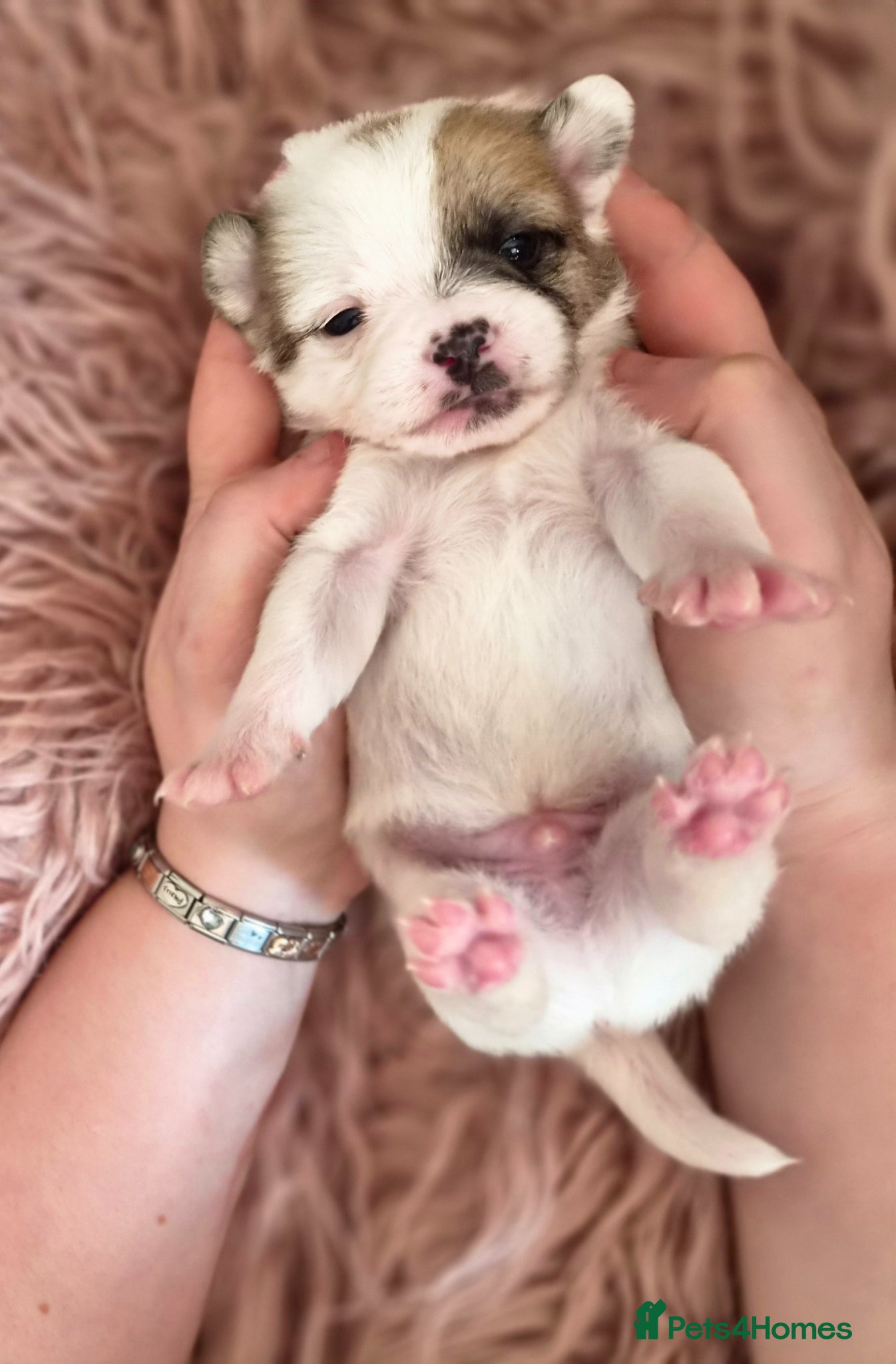 Mixed Breed dogs for sale: Frenchy/pug/bichon/toypoodle mix in Strabane - Advert 3