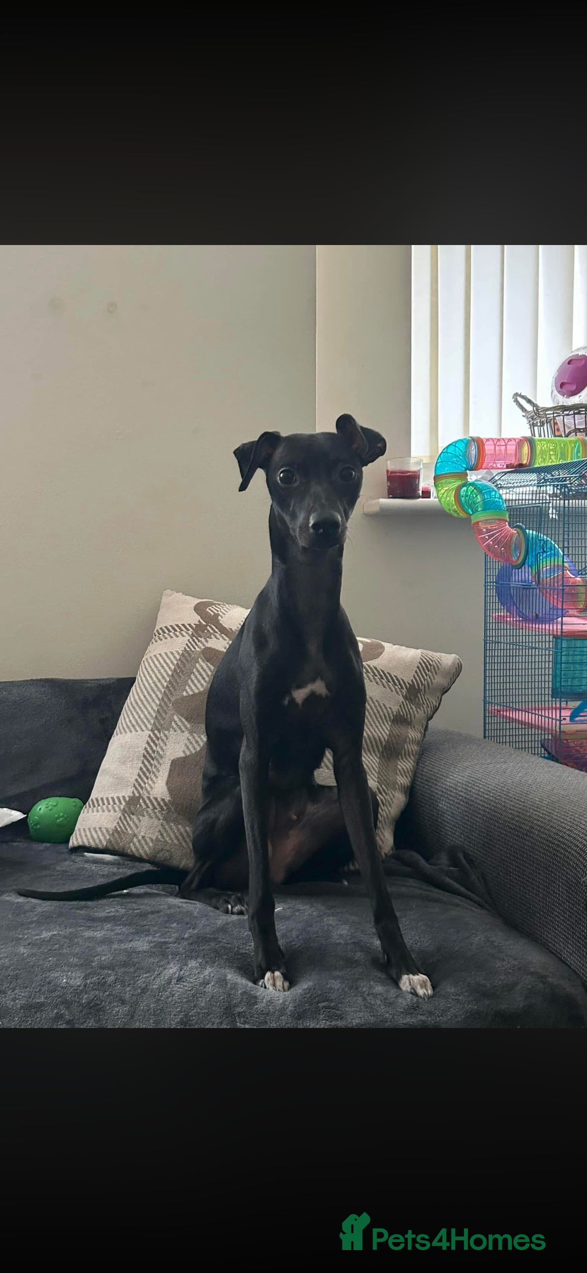 Whippet dogs Beautiful whippet female - Advert 1