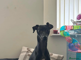 Whippet dogs Beautiful whippet female - Advert 1