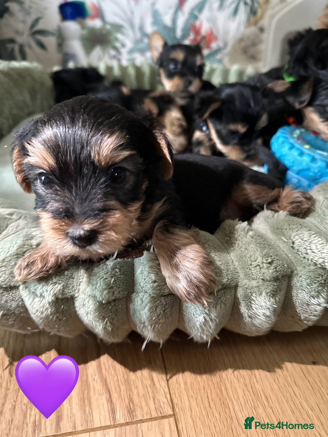 Yorkshire Terrier dogs for sale: Little Yorkshire Terrier  - Advert 5
