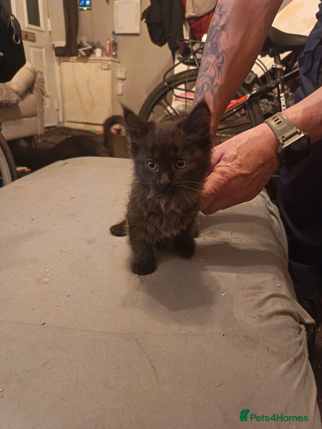 Mixed Breed cats for sale: Kittens - Advert 7