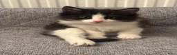 Mixed Breed cats for sale: Beautiful Active Girl Kitten  🐾 - Advert 4